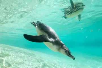 A penguin chick diving at London Zoo