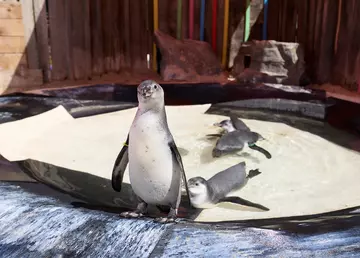 Penguins in their nursery pool