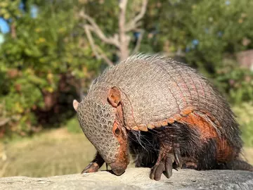 A large hairy armadillo on a log with trees in the background