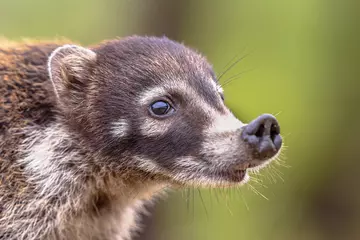 A white-nosed coati