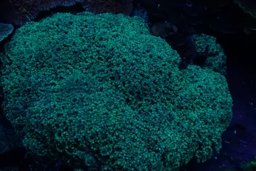 Candycane coral