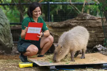 A capybara on the scaled with a zookeeper holding a clipboard