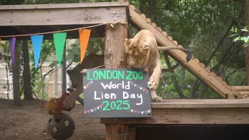 Lion cub Syanii playing with World Lion Day blackboard sign