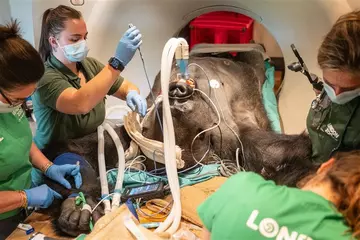 Kiburi the silverback gorilla undergoing health checks with two zoo vets either side of him