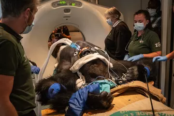 Silverback gorilla going into a CT machine with London zoo staff standing either side of him