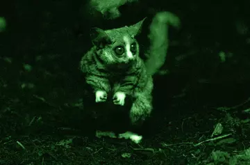 A bushbaby image captured on a night vision camera