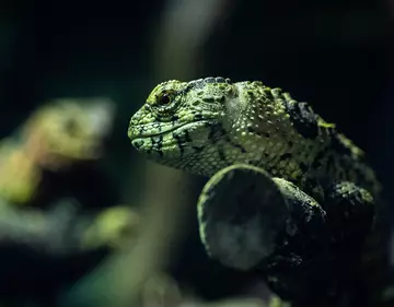 A Chinese crocodile lizard sitting on a branch with a dark background