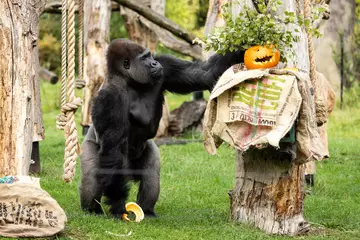 London Zoo’s gorilla troop gets trick-or-treating early to kick off Boo at the Zoo celebrations 