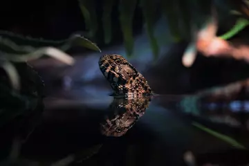 A crocodile lizard with its head poking out of the water and its reflection in the water