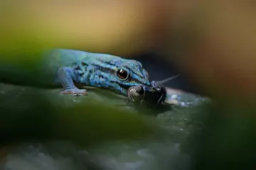 A turquoise dwarf gecko eating a lizard