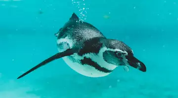 A Humboldt penguin swimming underwater