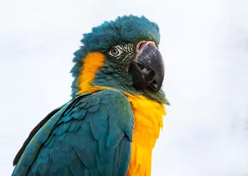 A blue-throated macaw