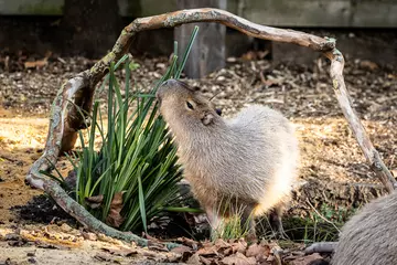 capybara