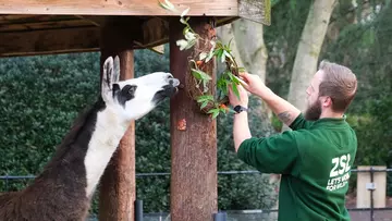 Dainty the Llama enjoys early Christmas dinner wreath of leaves and carrots
