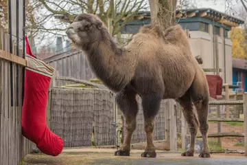 Domestic Bactrian camel Genghis outside in his paddock with a Christmas stocking