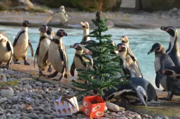 Humbodlt penguins at London Zoo (c) ZSL.png