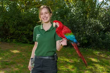 A zookeeper holding a macaw with red and blue feathers, standing in front of greenery in the background