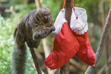 Primates at London Zoo get Christmas treats (c) ZSL3.mp4_.png