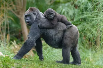 A gorilla infant on its mother's back with grass and trees in the background