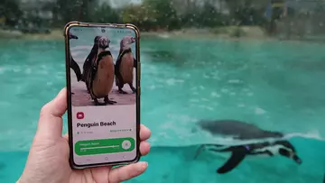 A hand holding a mobile phone in front of a pool with a penguin swimming by