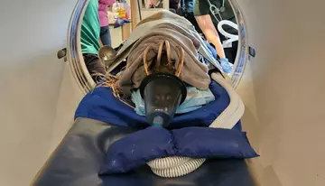 A babirusa pig lying down in a CT scanner
