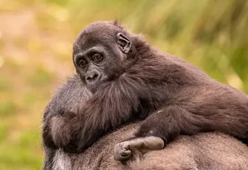 A gorilla toddler on its mum's back with greenery in the background