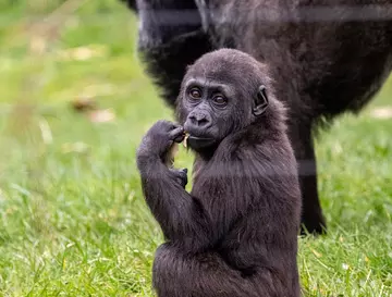 A gorilla toddler outside with greenery in the background