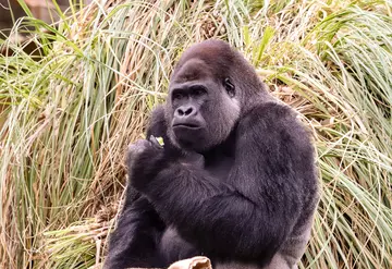 A silverback gorilla sitting outside with tall grasses in the background