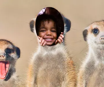 A child poking their head through a meerkat photo opportunity 