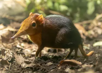 A black and rufous sengi standing on leaf litter