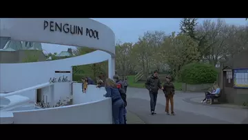 About a Boy at Penguin Beach