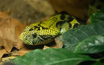 A green snake with black markings next to green and brown leaves