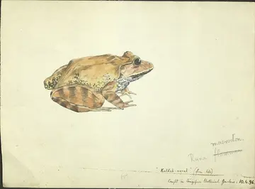 An illustration of a frog