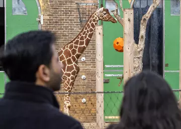 Visitors looking at a giraffe at London Zoo