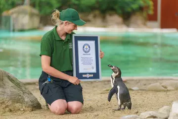 Keeper Raynai Walker shows Humboldt penguin Guinness World Records certificate