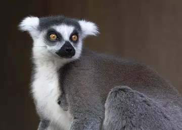 A ring-tailed lemur