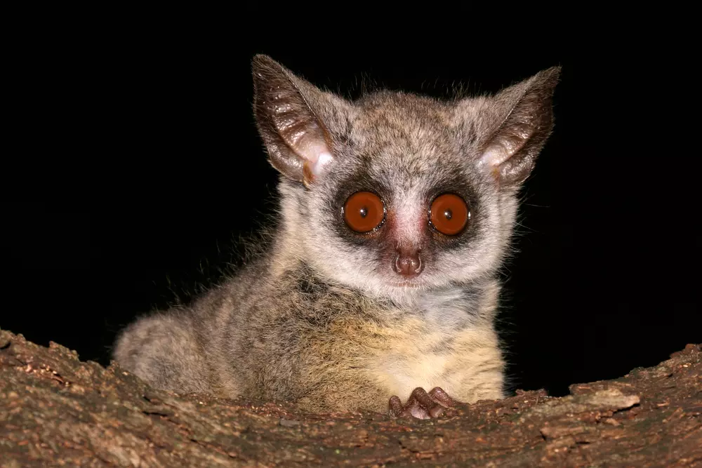 Owning a bush baby hotsell