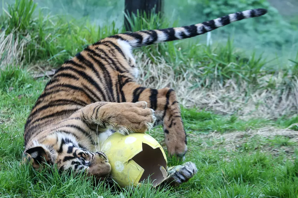 Tiger Keeper Experience | London Zoo