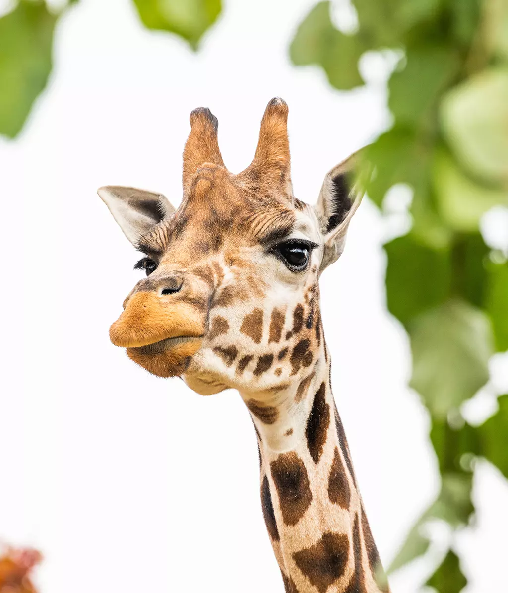 World Giraffe Day | London Zoo