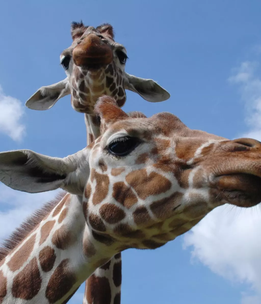 London Zoo's BIG Summer Of Fun! | London Zoo