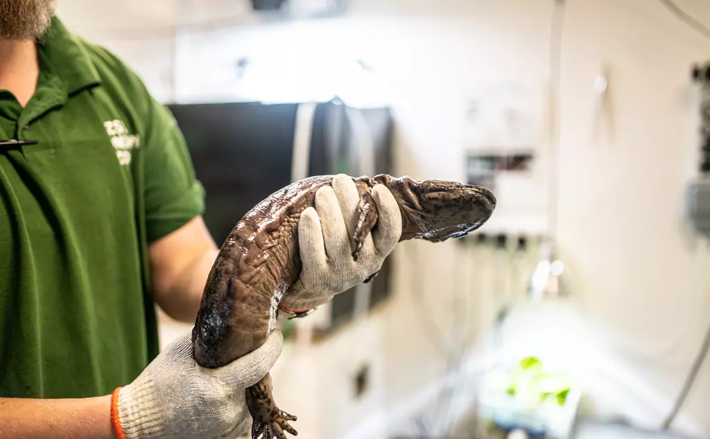 Chinese giant salamander being examined for health checks at London Zoo