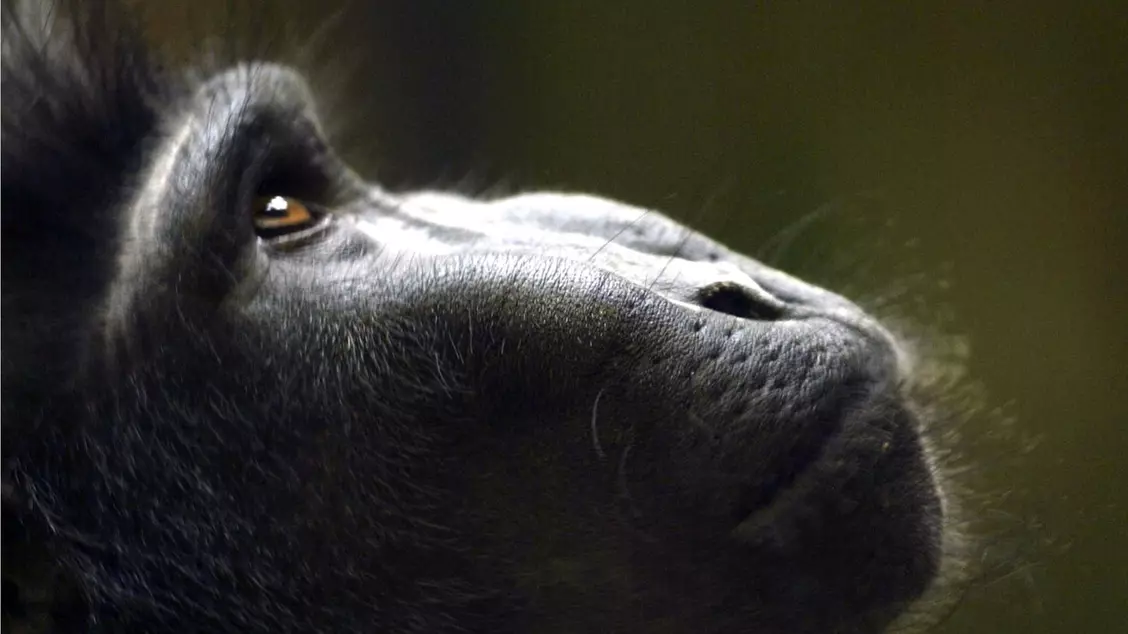 Celebes crested macaque at London Zoo