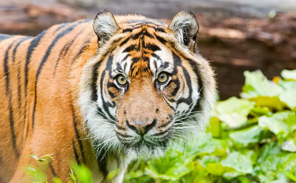 Sumatran tiger Asim in his Tiger Territory home