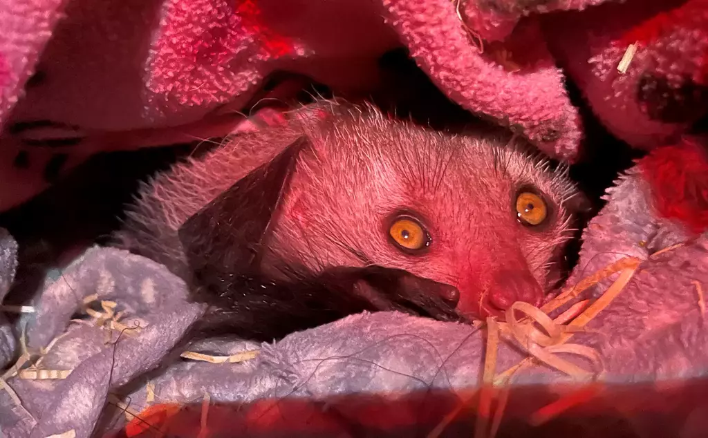 Baby aye-aye at London Zoo looking out from under a blanket 