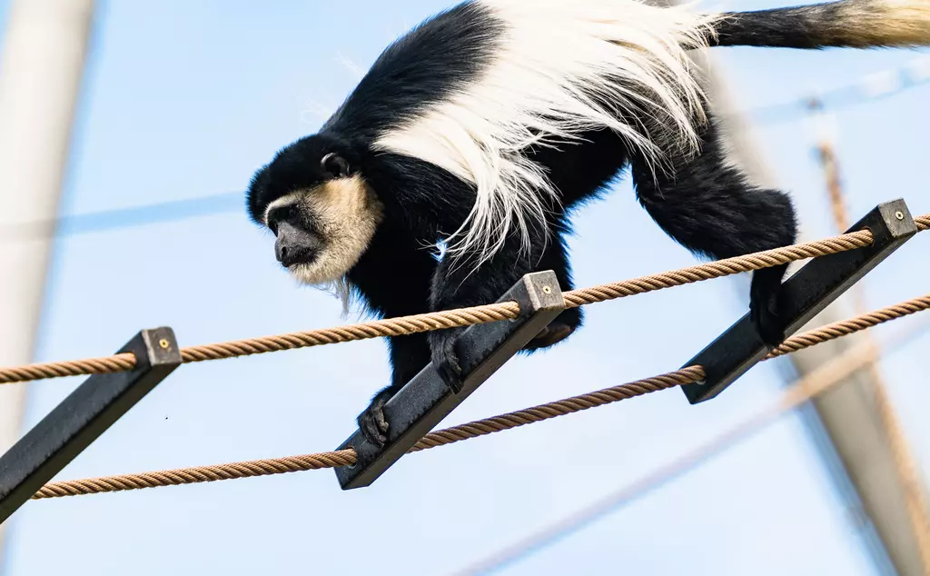 Colobus monkey walking across a rope ladder