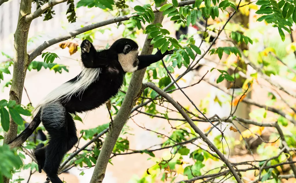 Eastern black-and-white colobus monkeyswinging in trees at London Zoo