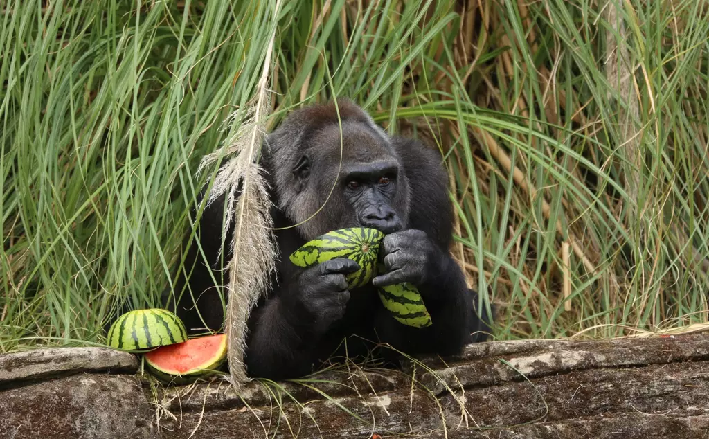 Effie the western lowland gorilla eating a water melon
