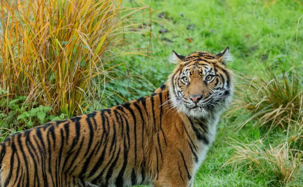 Sumatran tiger Gaysha in London Zoo's Tiger Territory 
