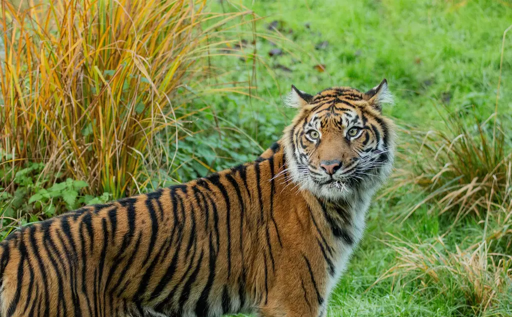 Sumatran tigers | London Zoo