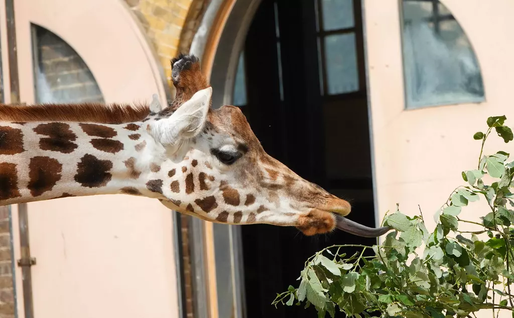 Giraffe using it's tongue to reach some leaves on a tree at London Zoo